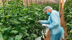 tecnico agricola en inacap