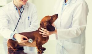 tecnico-veterinario-inacap