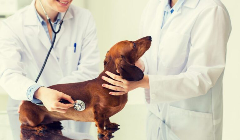 Técnico Veterinario Inacap: Cuida la Vida Animal